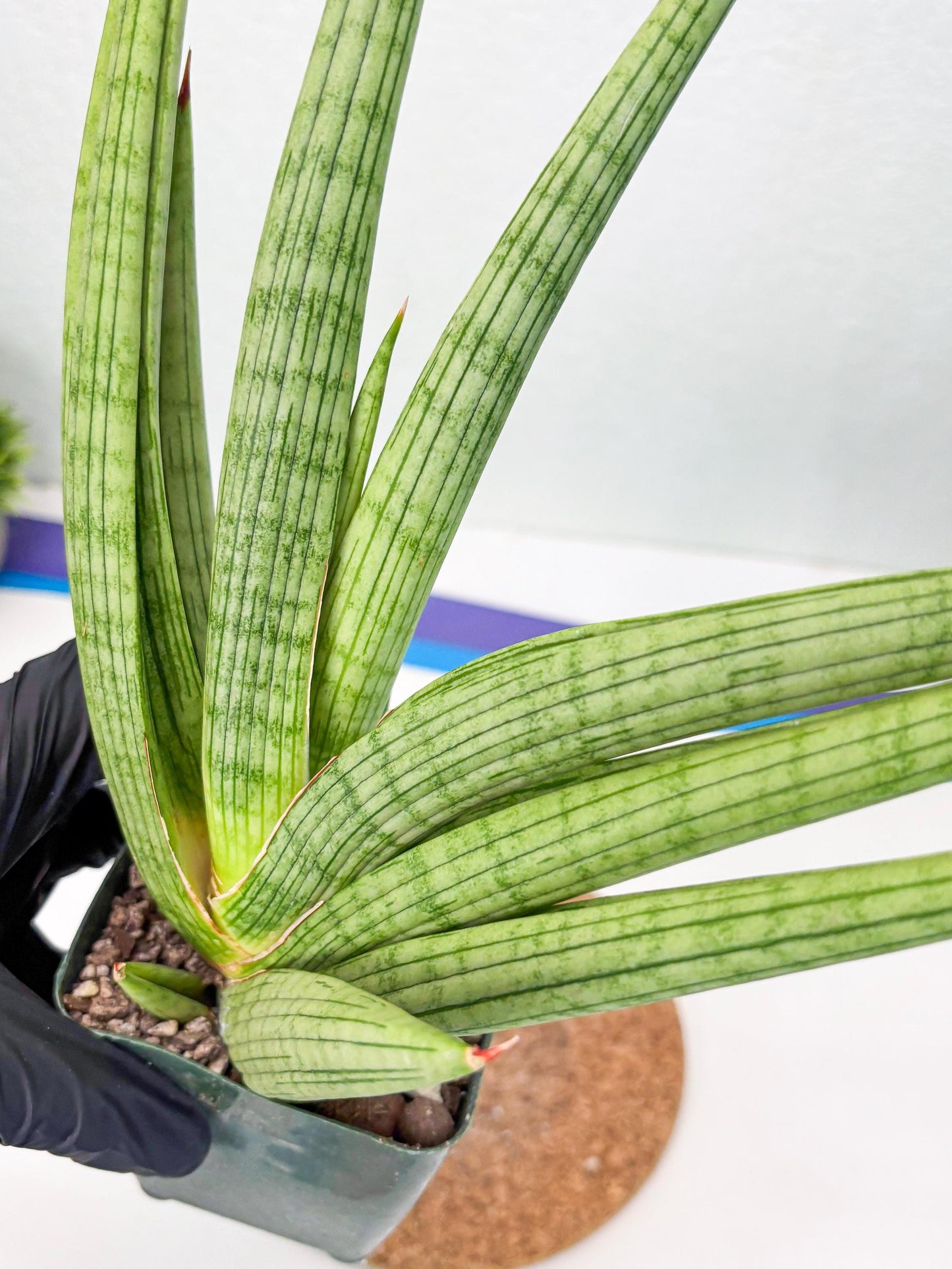 Sansevieria Akhdar (ry) (15) | New Imported Hybrids
