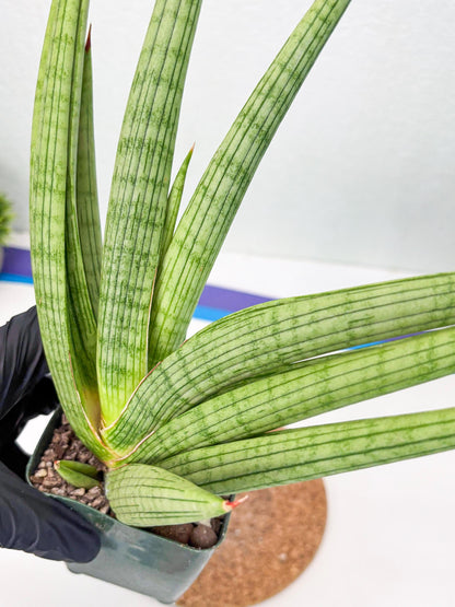 Sansevieria Akhdar (ry) (15) | New Imported Hybrids