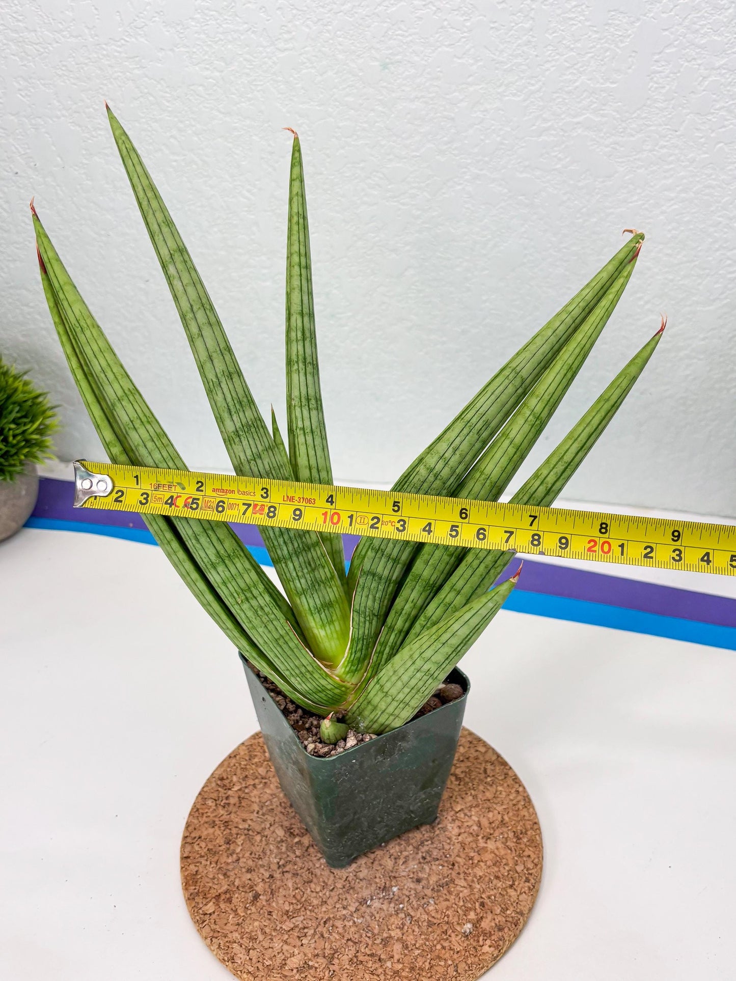 Sansevieria Akhdar (ry) (15) | New Imported Hybrids