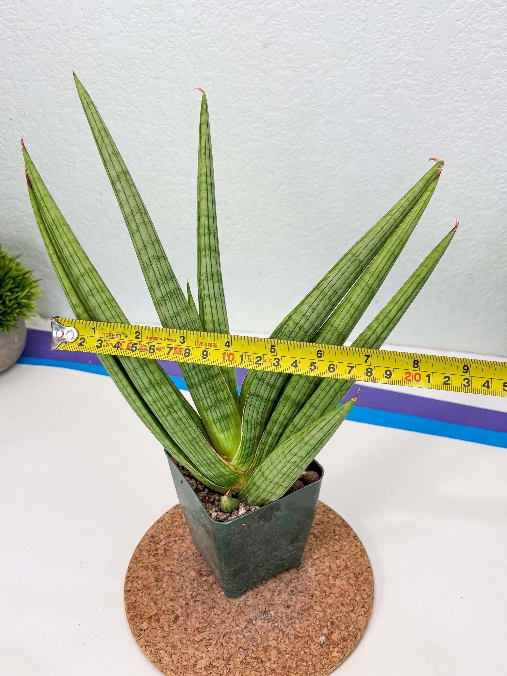 Sansevieria Akhdar (ry) (15) | New Imported Hybrids