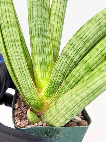 Sansevieria Akhdar (ry) (15) | New Imported Hybrids