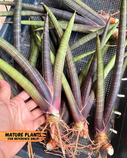 Sansevieria Pink Cell (7) | Color changes seasonally