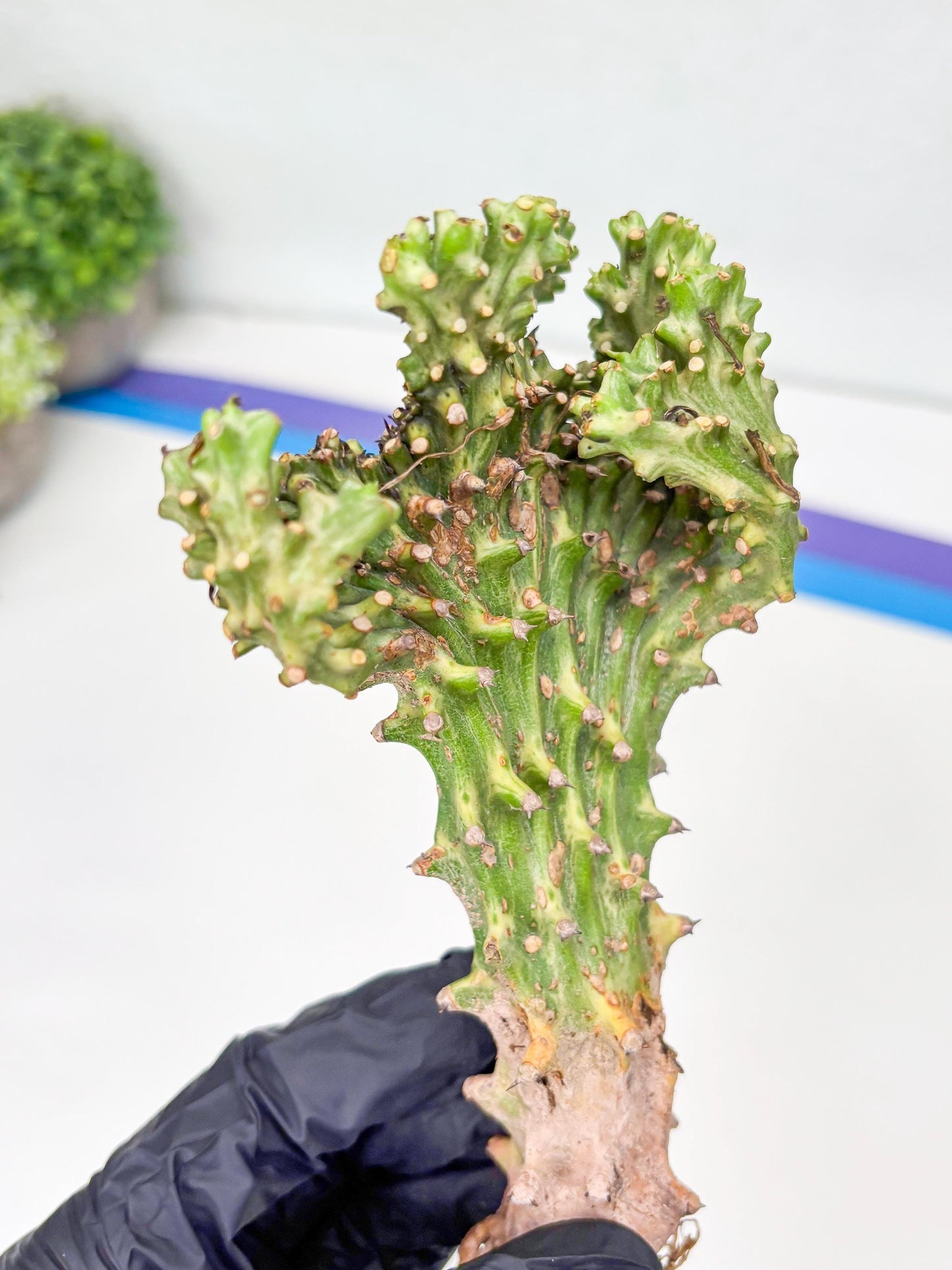 Eu neriifolia f. crestata variegata (P) | Rare Plants