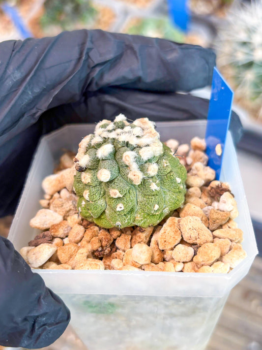 Copiapoa hypogaea (B) | Fully Rooted | Rare imported Cactus