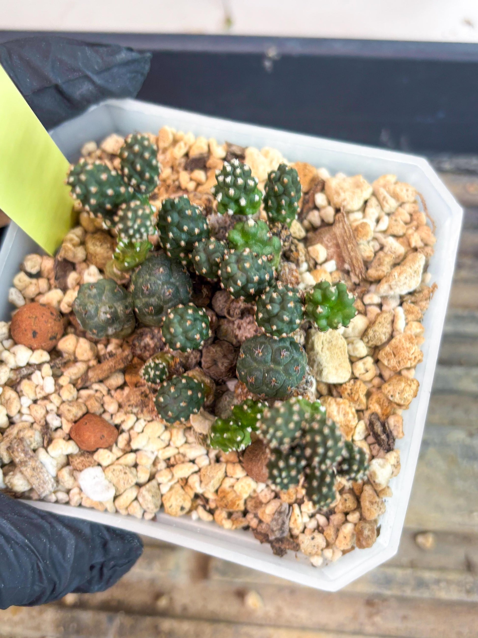 Maihueniopsis Puna Bonnieae (y) | Imported Cactus