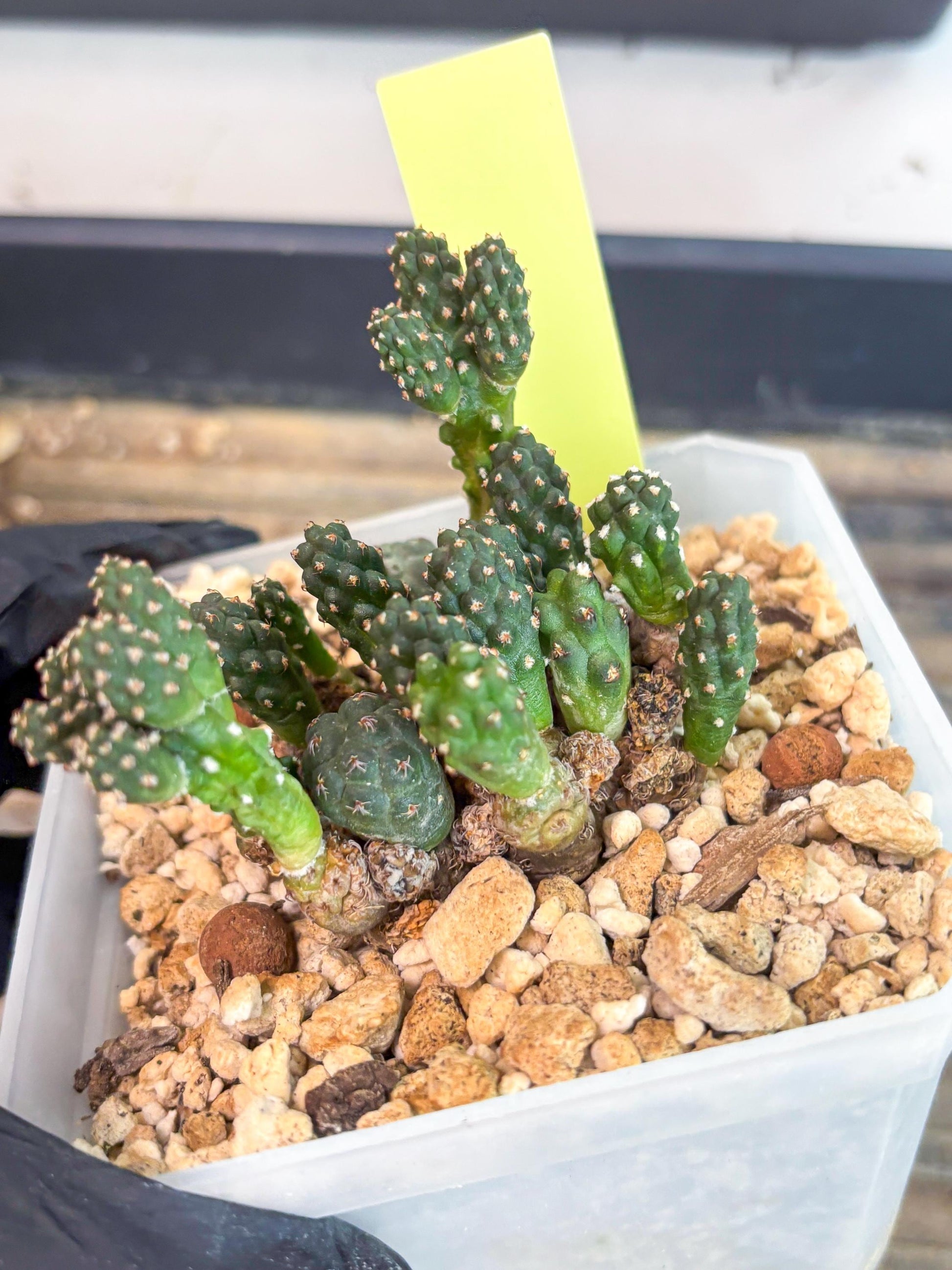 Maihueniopsis Puna Bonnieae (y) | Imported Cactus