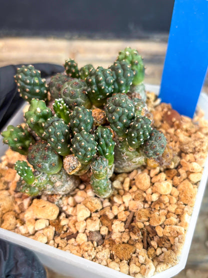 Maihueniopsis Puna Bonnieae (b) | Imported Cactus