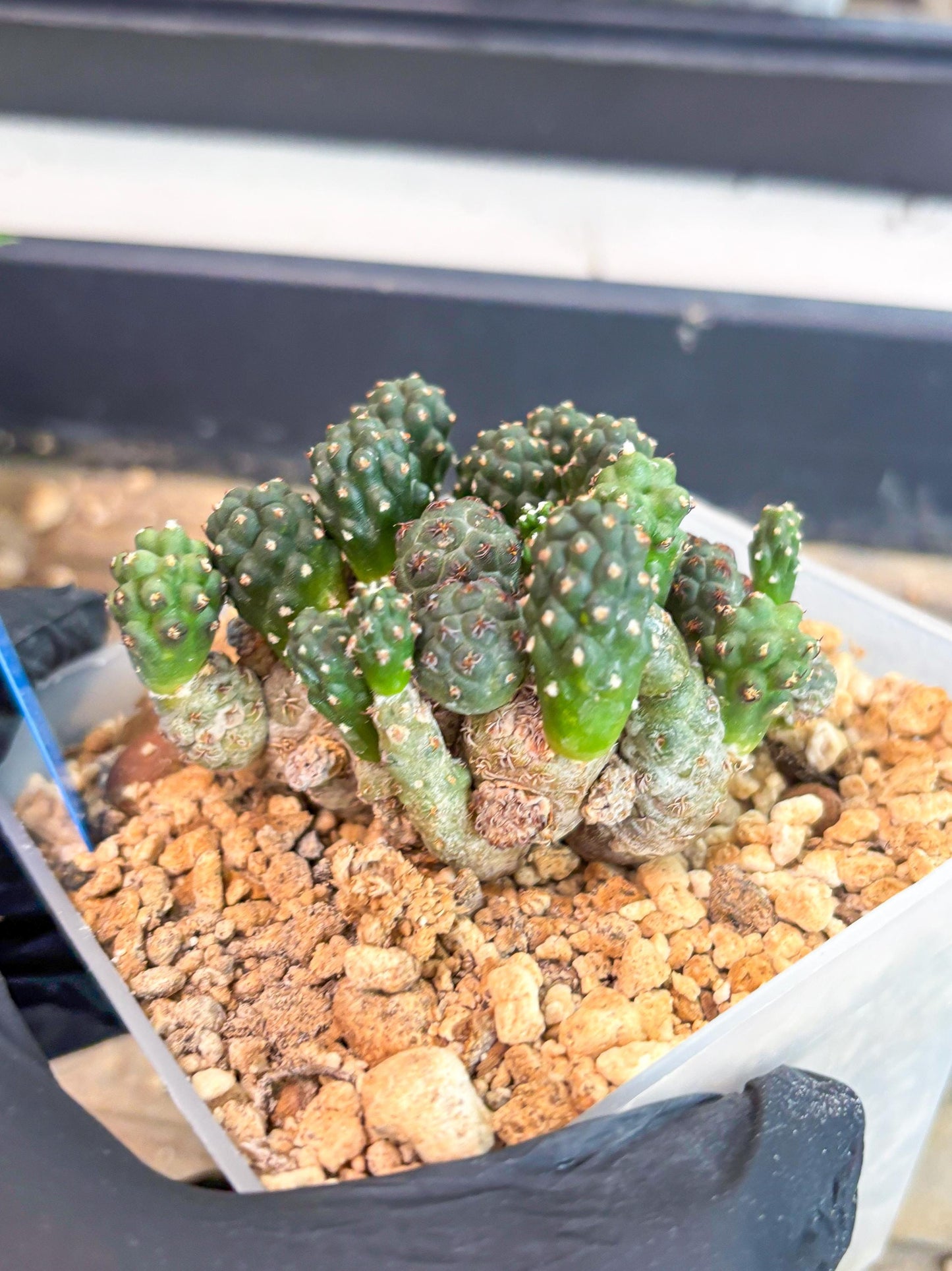 Maihueniopsis Puna Bonnieae (b) | Imported Cactus