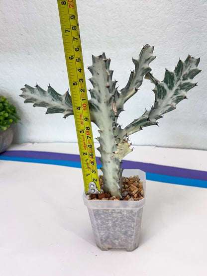 Large Euphorbia Lactea | Imported Cactus