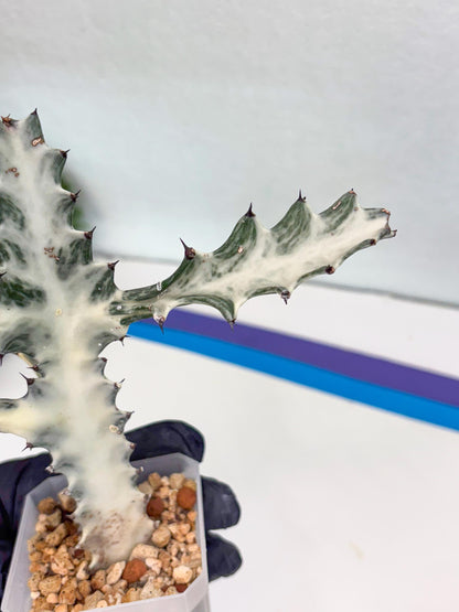 Large Euphorbia Lactea | Imported Cactus