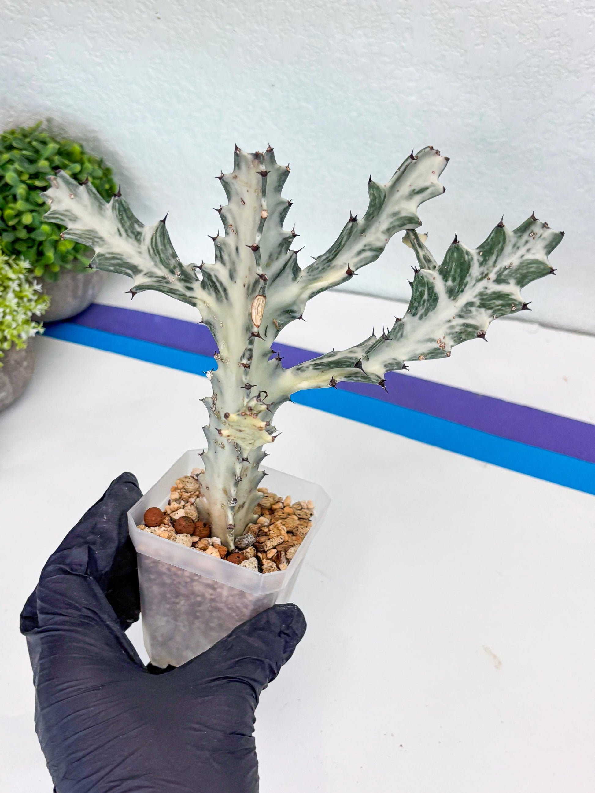 Large Euphorbia Lactea | Imported Cactus
