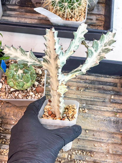 Large Euphorbia Lactea | Imported Cactus