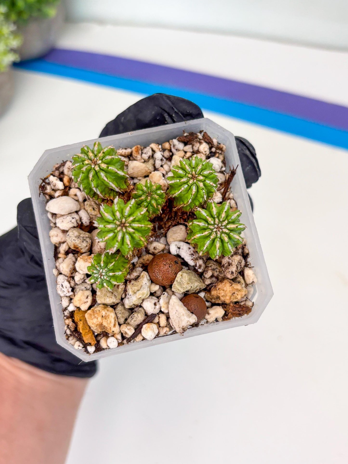 Sepulta Cluster Cactus | Imported Cactus | Rare Succulent