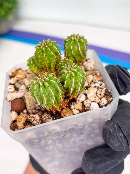 Sepulta Cluster Cactus | Imported Cactus | Rare Succulent