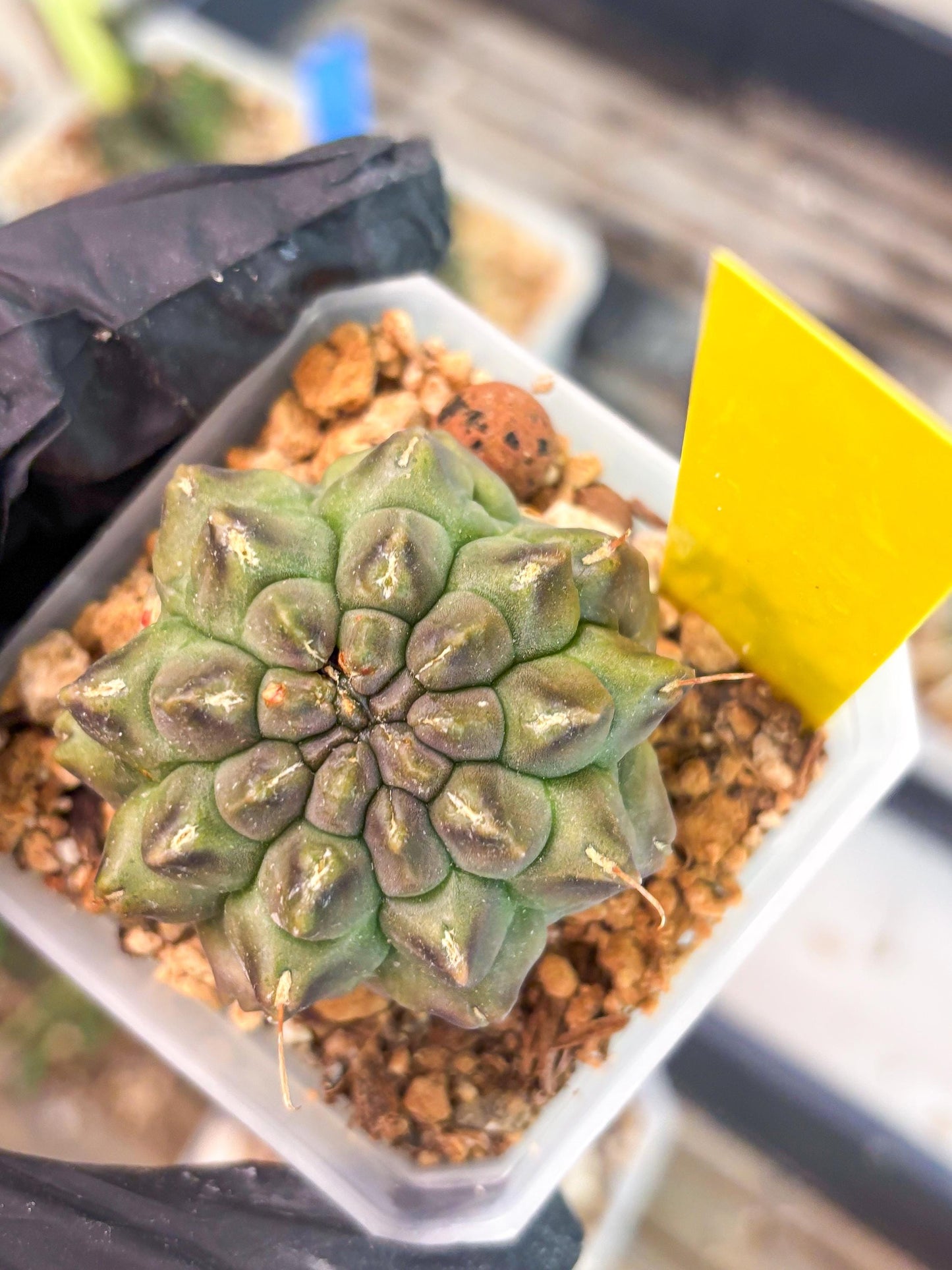 Gymnocalycium Montrose (y) | Minor Scar