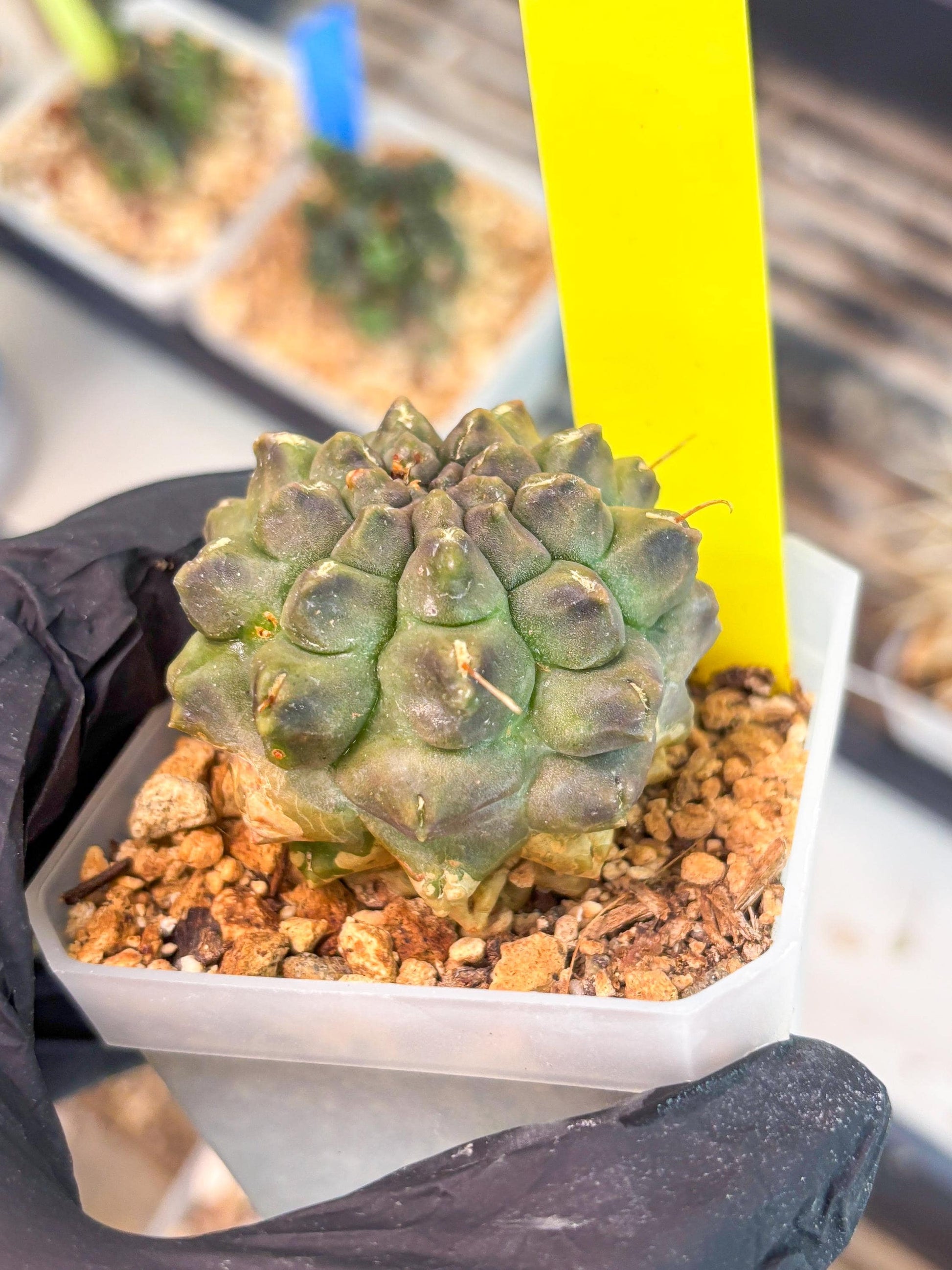 Gymnocalycium Montrose (y) | Minor Scar