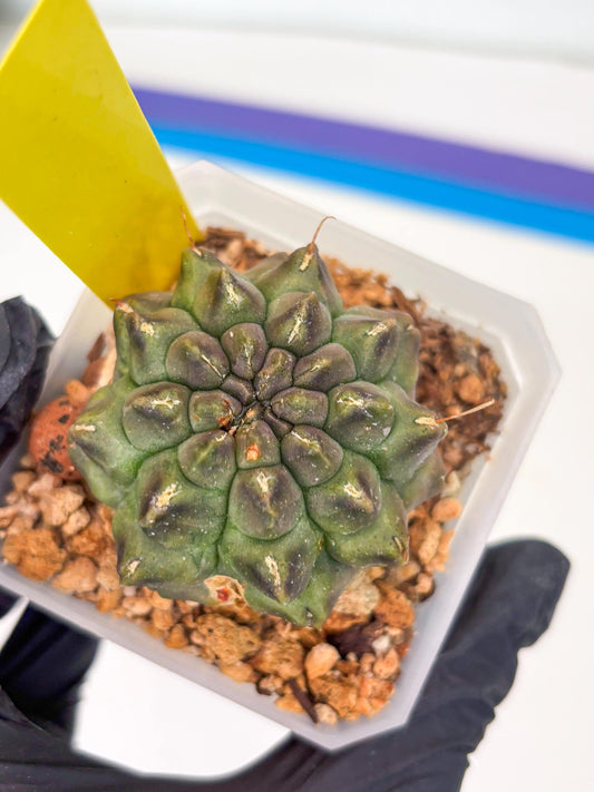Gymnocalycium Montrose (y) | Minor Scar