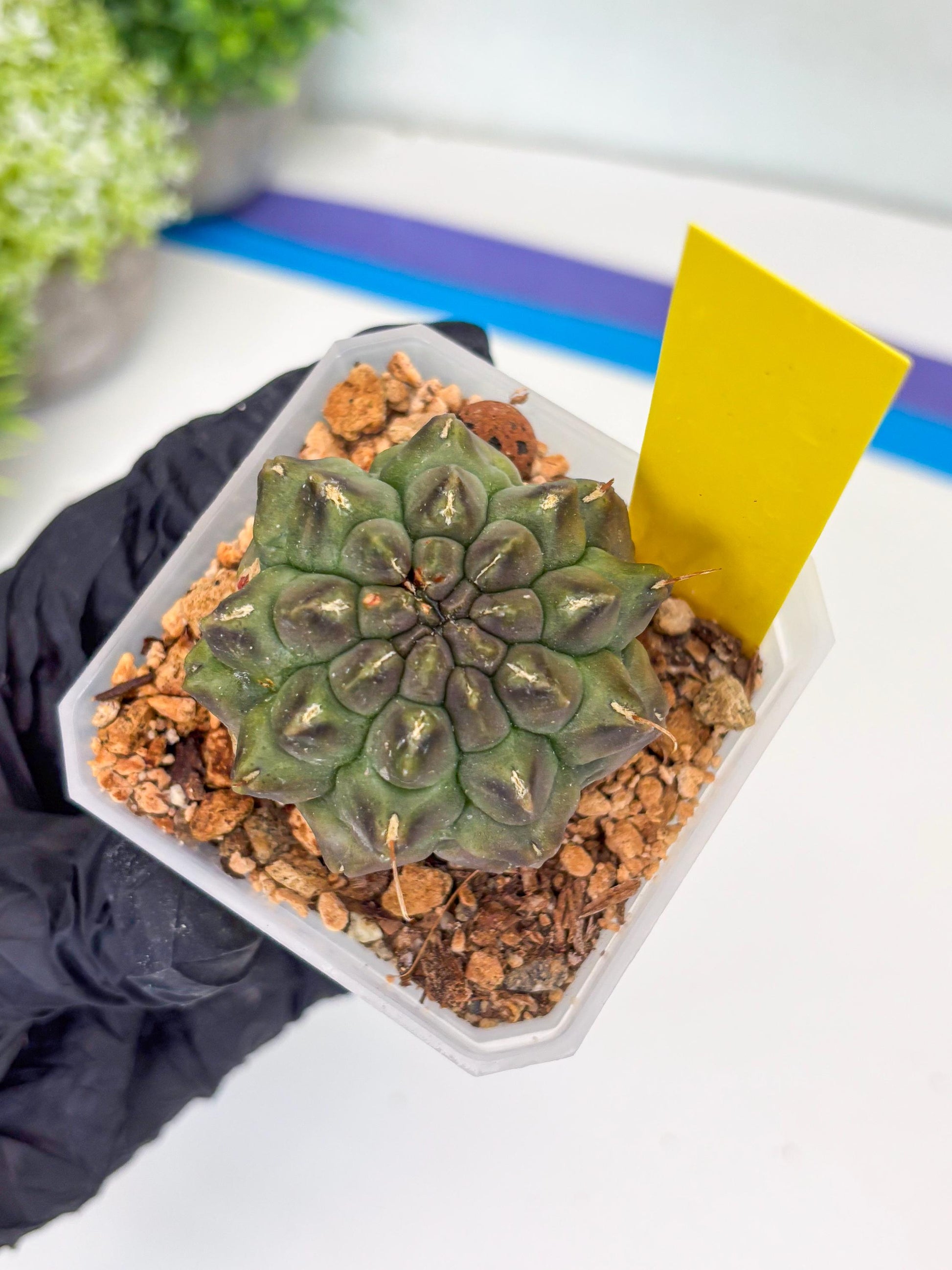 Gymnocalycium Montrose (y) | Minor Scar