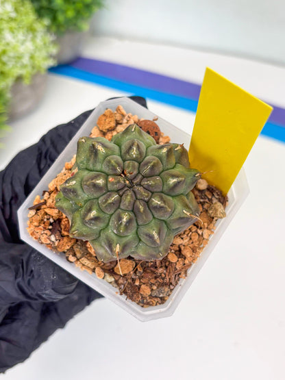 Gymnocalycium Montrose (y) | Minor Scar