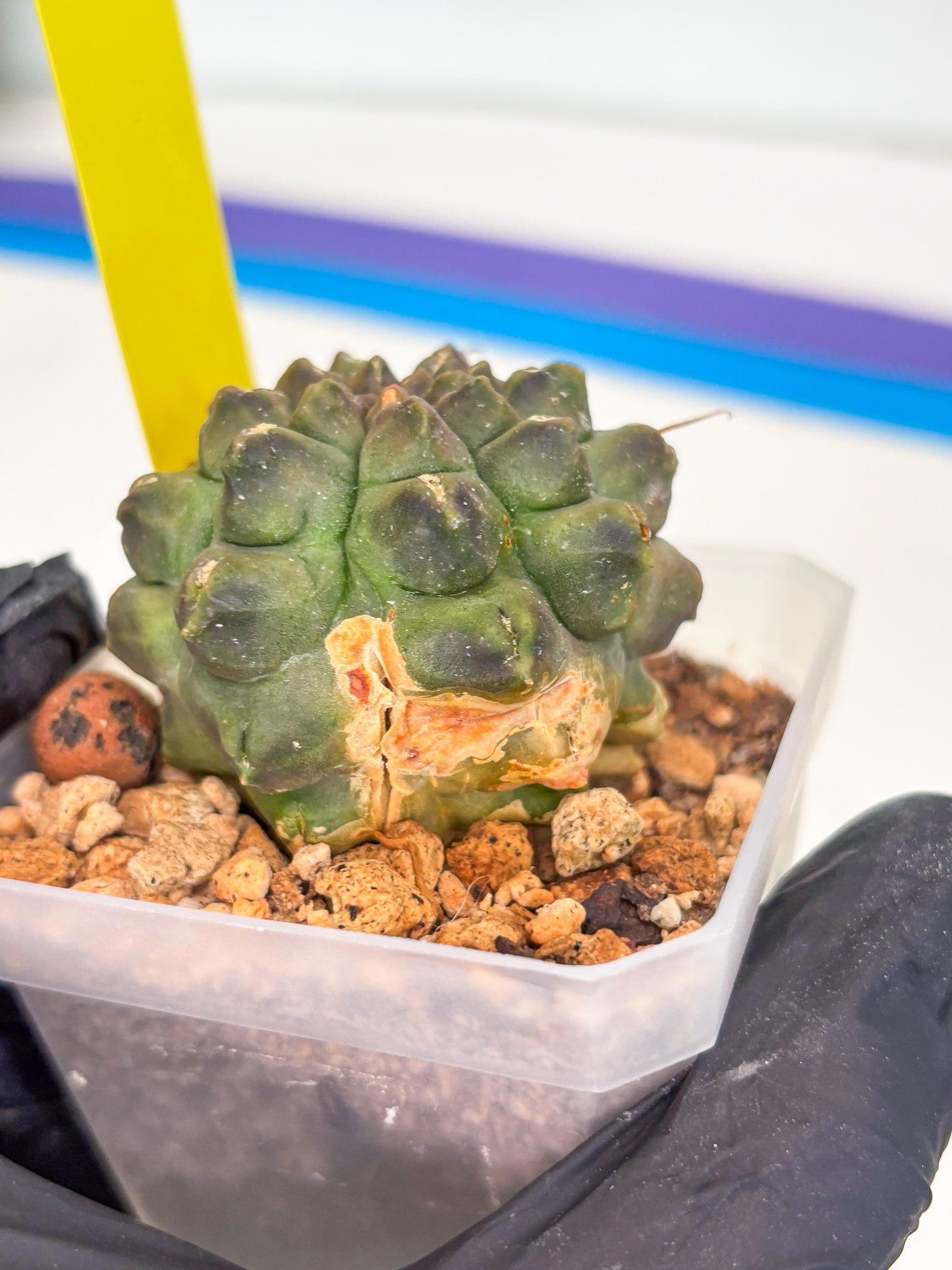 Gymnocalycium Montrose (y) | Minor Scar