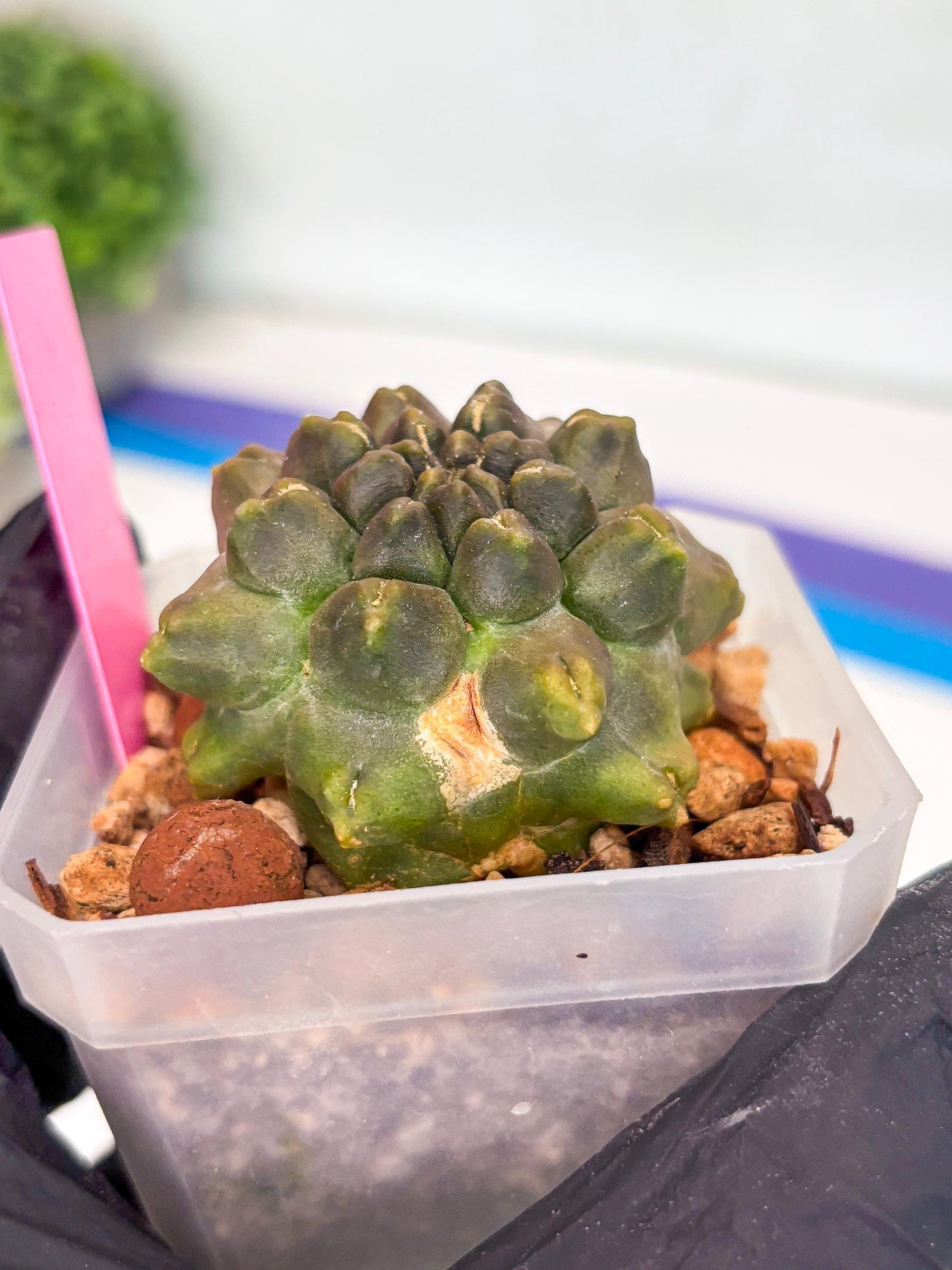 Gymnocalycium Montrose (p) | Imported Cactus | Rare Succulent