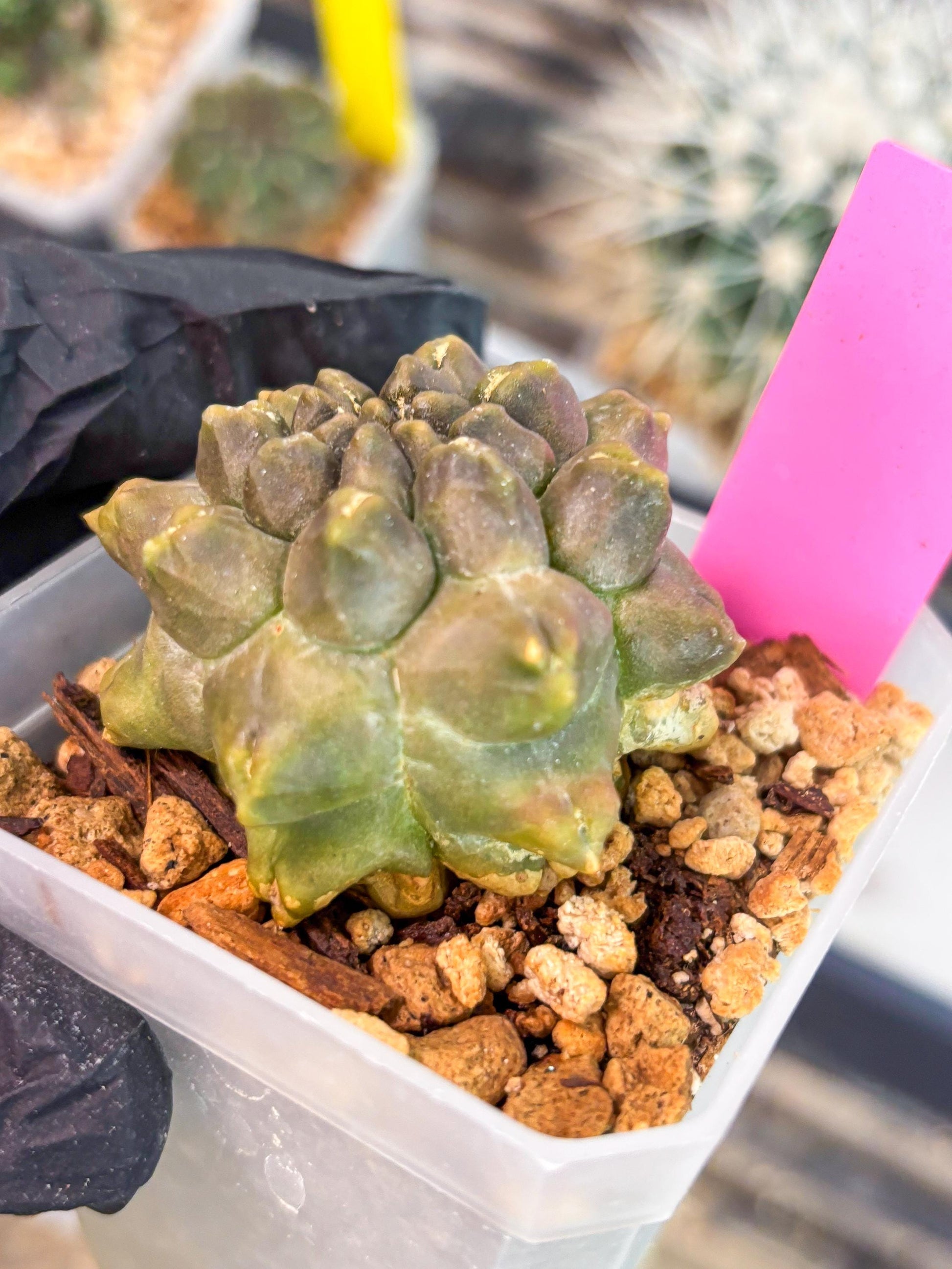 Gymnocalycium Montrose (p) | Imported Cactus | Rare Succulent