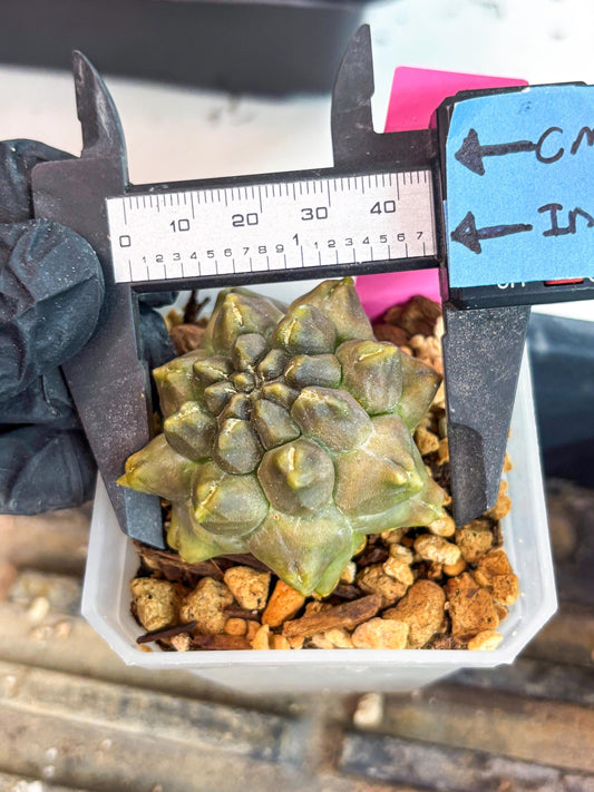 Gymnocalycium Montrose (p) | Imported Cactus | Rare Succulent