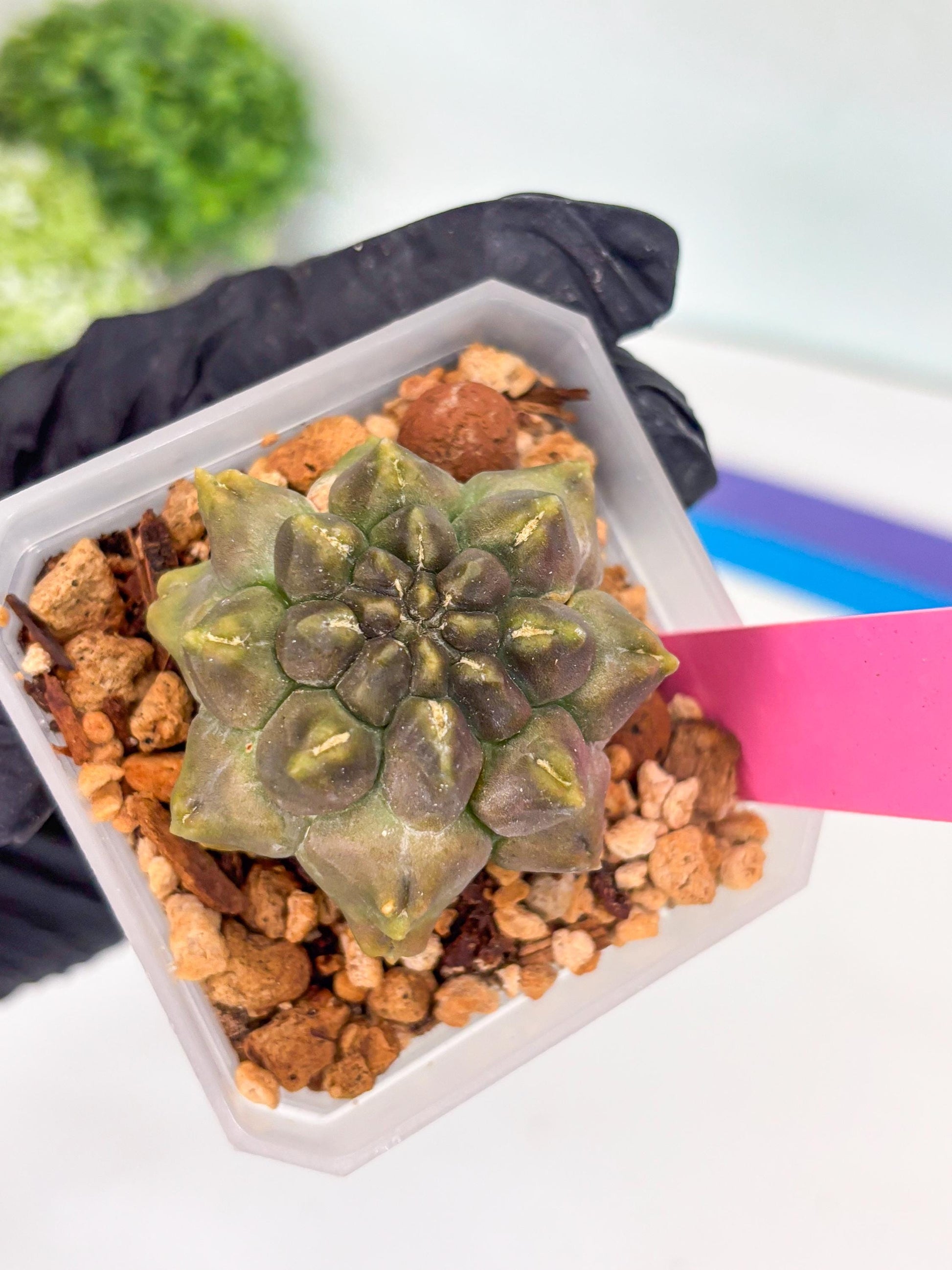 Gymnocalycium Montrose (p) | Imported Cactus | Rare Succulent