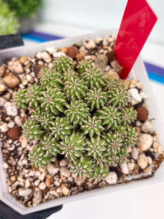 Sepulta Cluster Cactus (R) | Imported Cactus | Rare Succulent