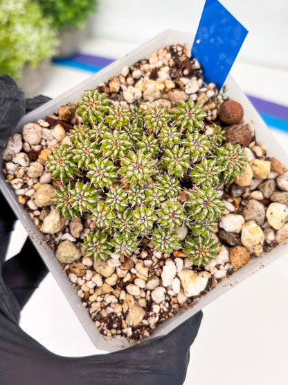 Sepulta Cluster Cactus (b) | Imported Cactus | Rare Succulent