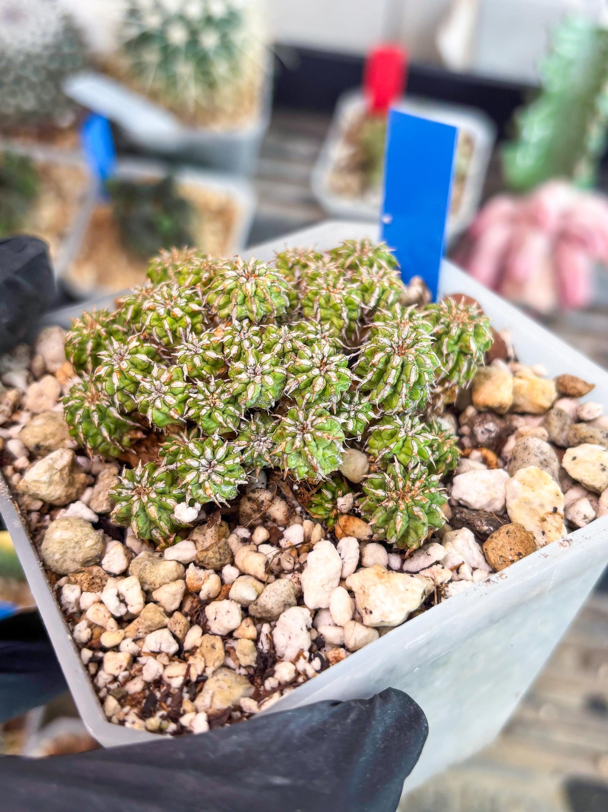 Sepulta Cluster Cactus (b) | Imported Cactus | Rare Succulent