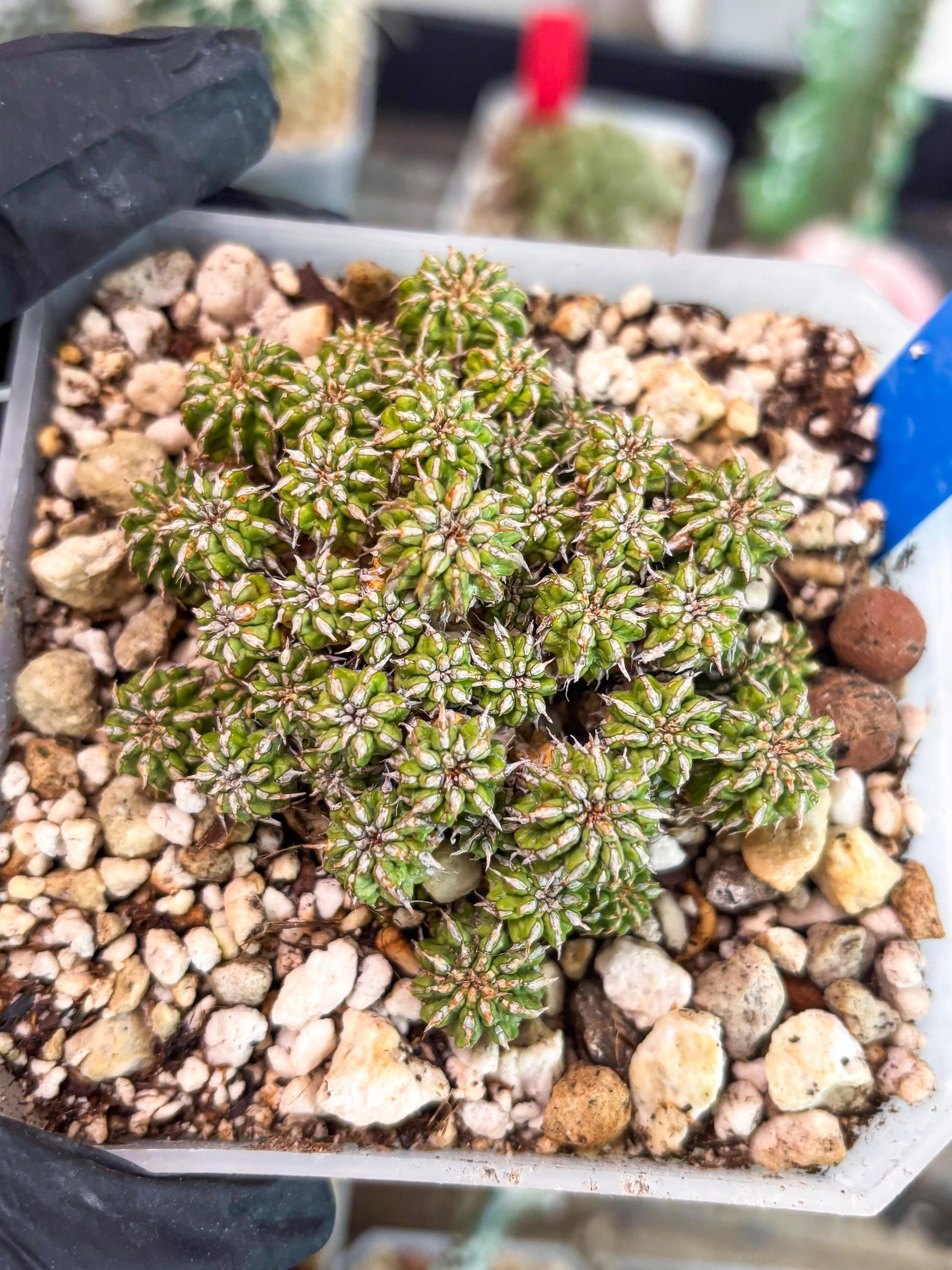 Sepulta Cluster Cactus (b) | Imported Cactus | Rare Succulent