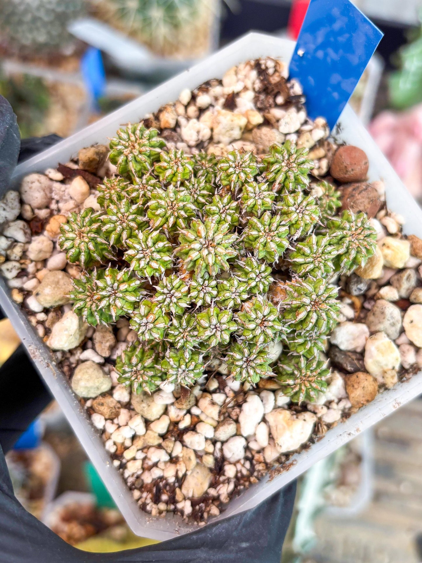 Sepulta Cluster Cactus (b) | Imported Cactus | Rare Succulent