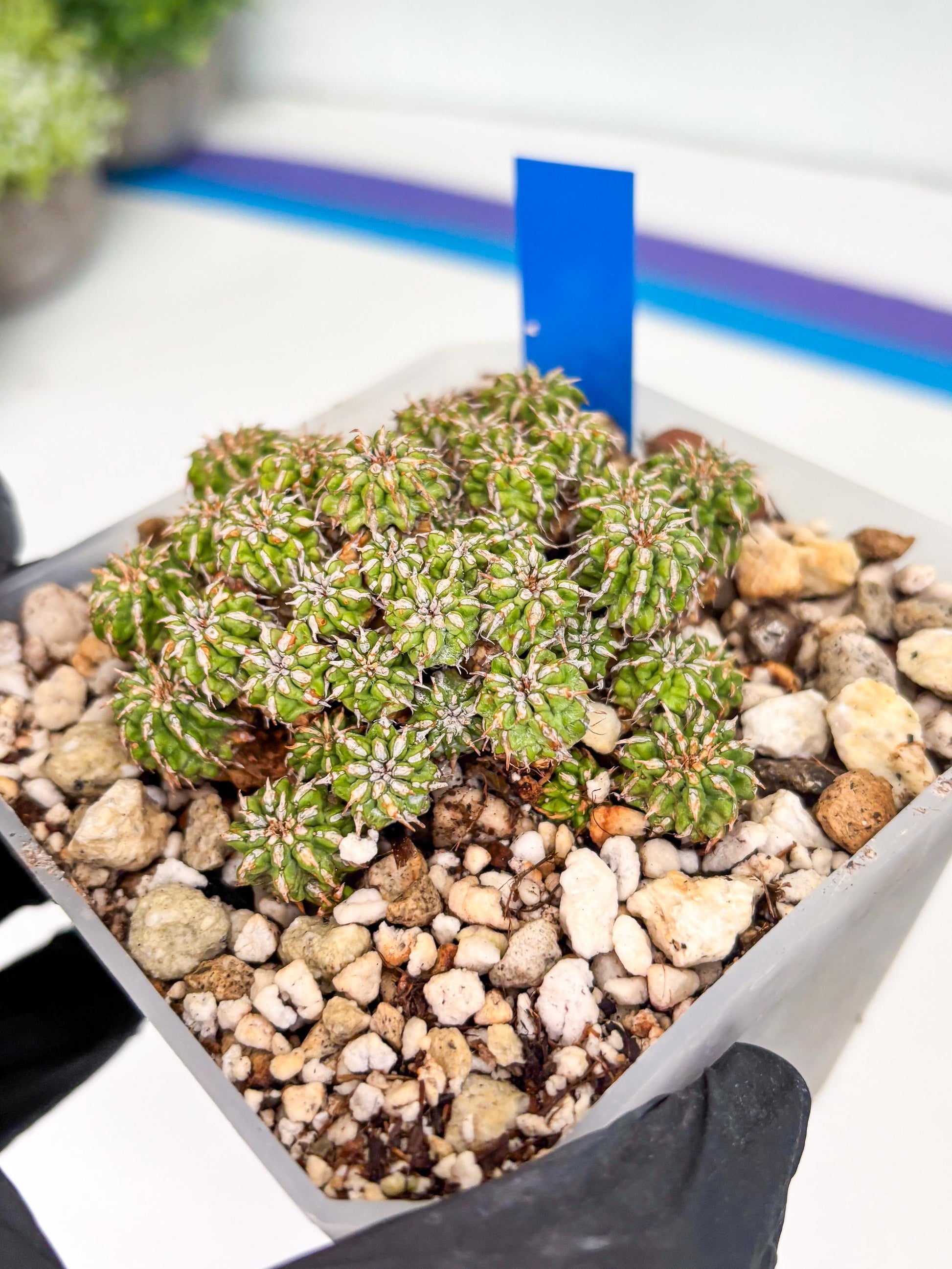 Sepulta Cluster Cactus (b) | Imported Cactus | Rare Succulent