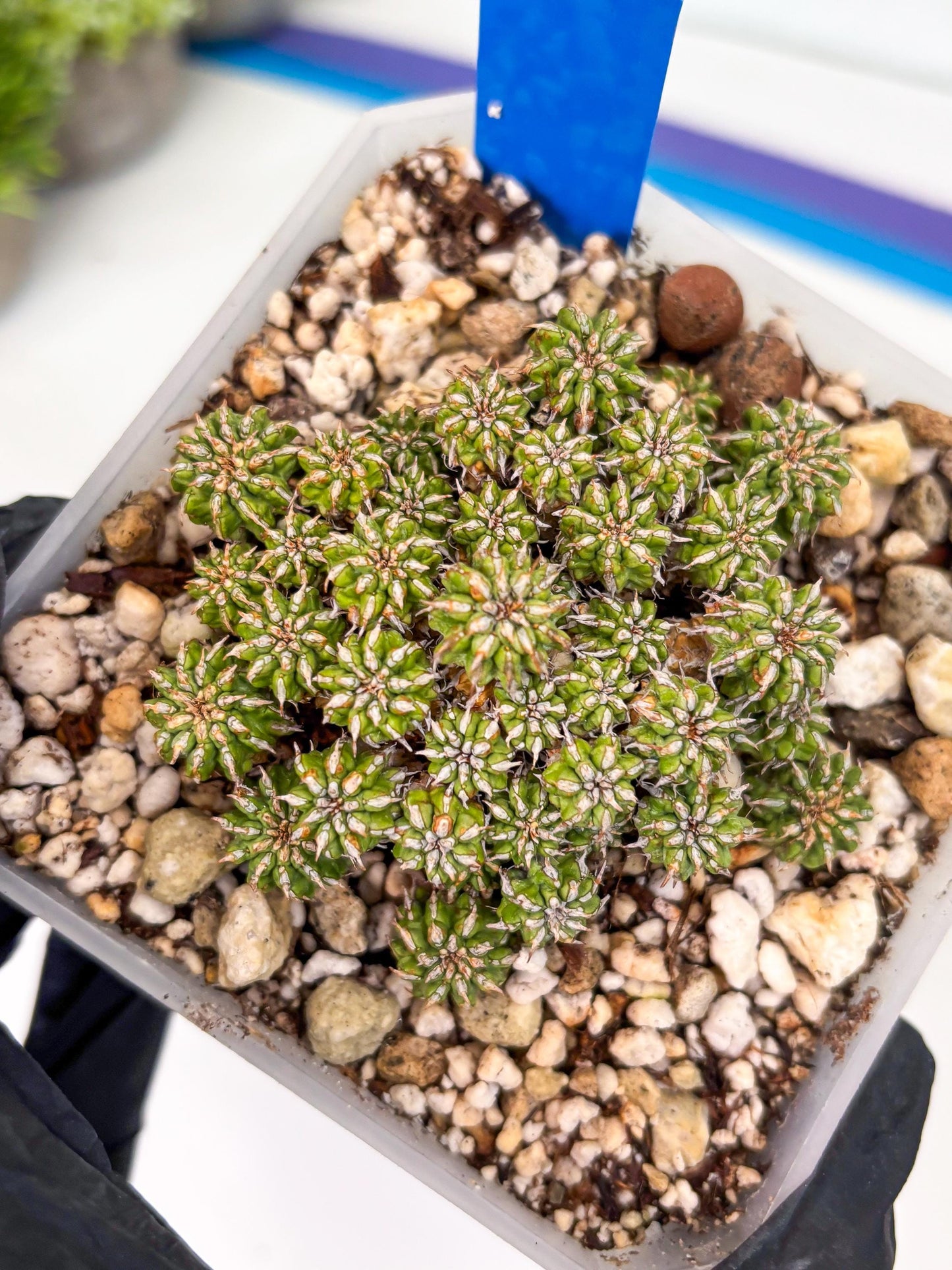 Sepulta Cluster Cactus (b) | Imported Cactus | Rare Succulent