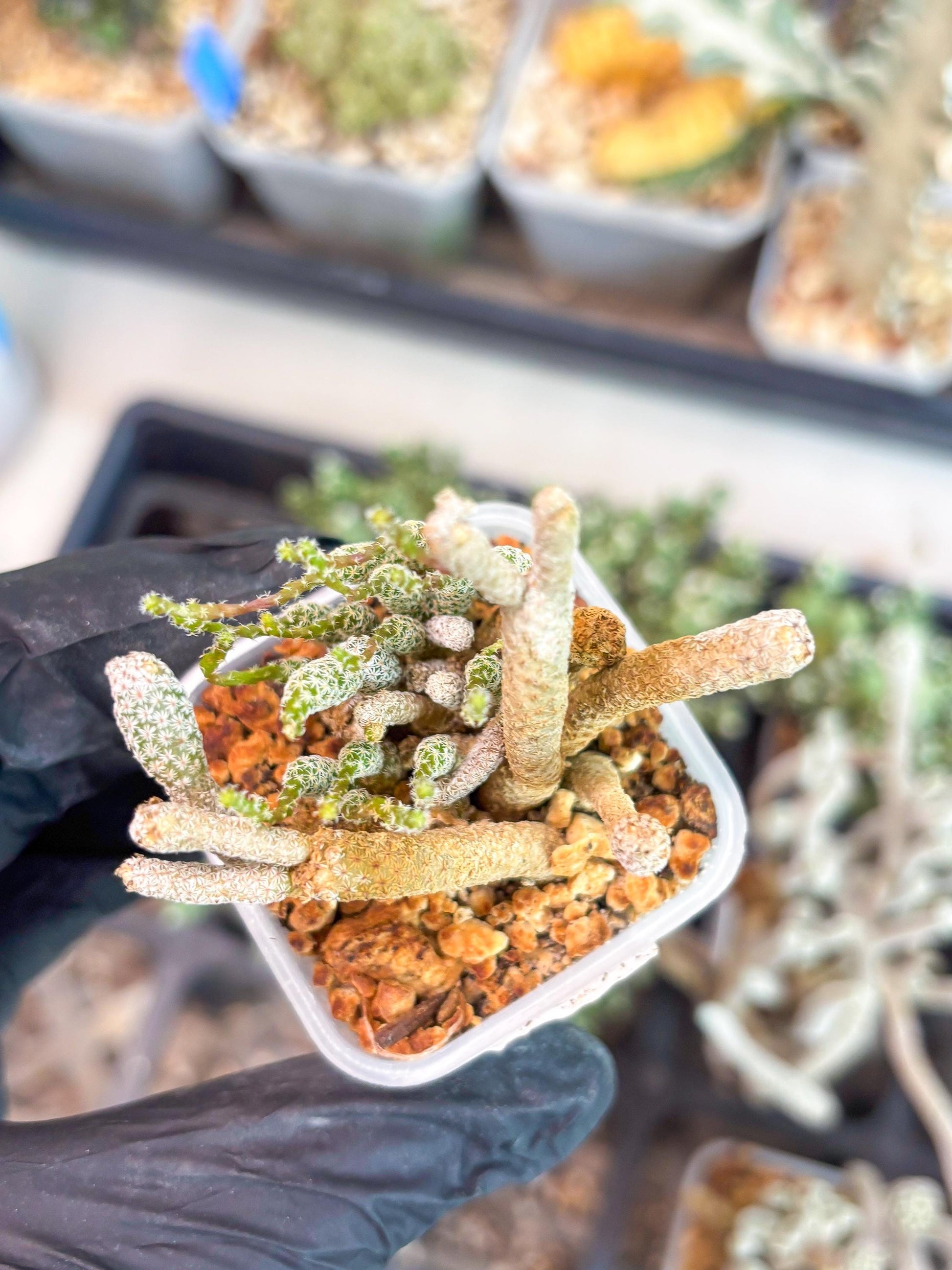 Imported cactus cluster (#9) | Ehciveria | Hoyas | Sansevieria