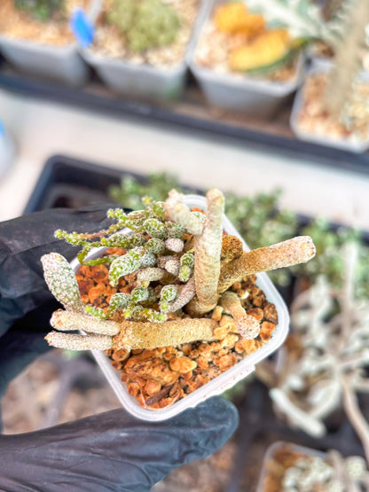 Imported cactus cluster (#9) | Ehciveria | Hoyas | Sansevieria