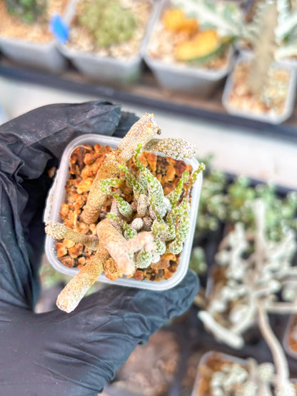 Imported cactus cluster (#9) | Ehciveria | Hoyas | Sansevieria