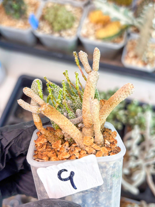 Imported cactus cluster (#9) | Ehciveria | Hoyas | Sansevieria