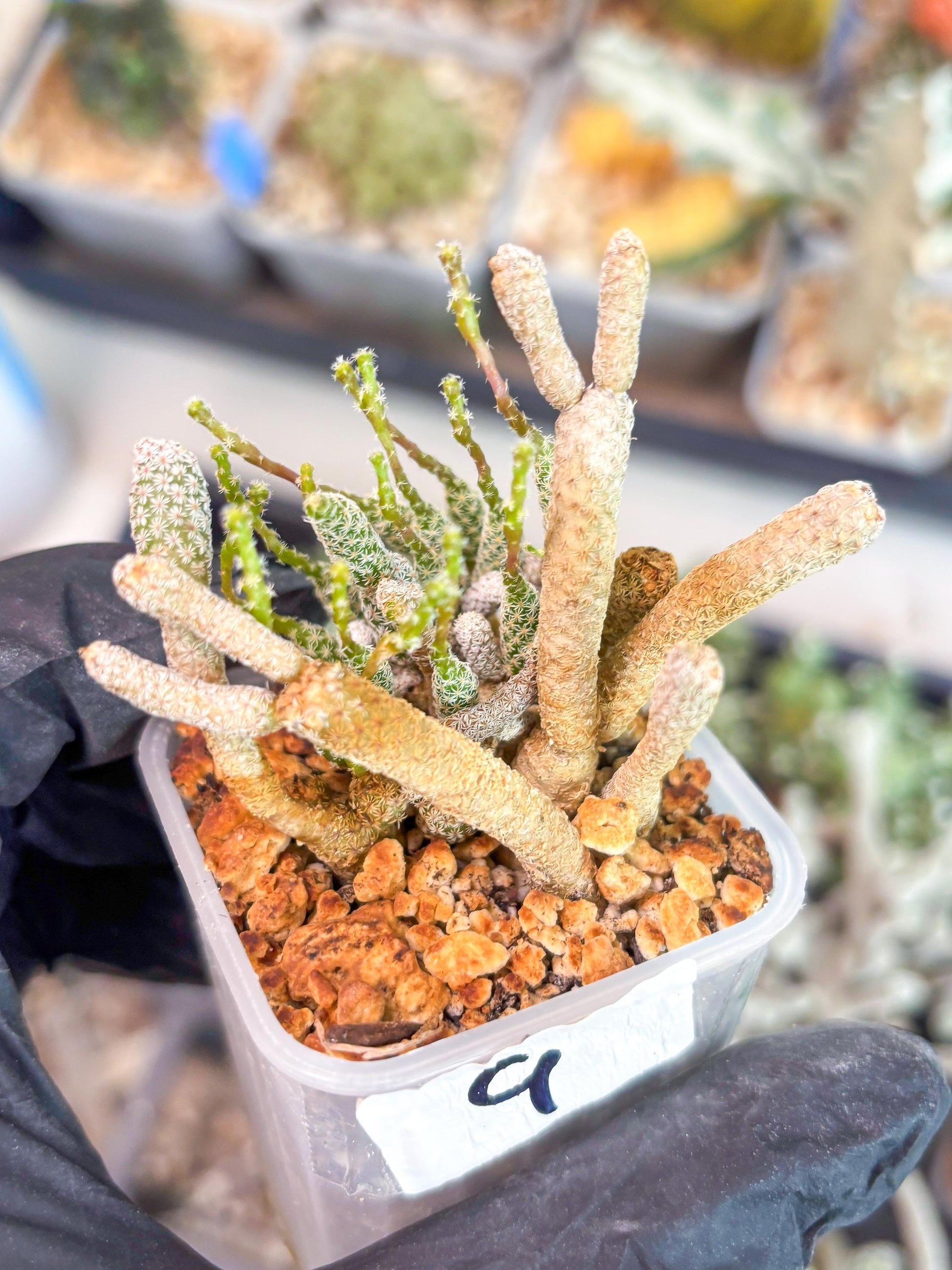 Imported cactus cluster (#9) | Ehciveria | Hoyas | Sansevieria