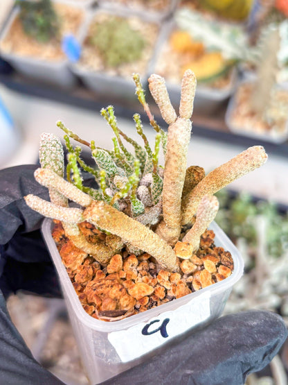 Imported cactus cluster (#9) | Ehciveria | Hoyas | Sansevieria