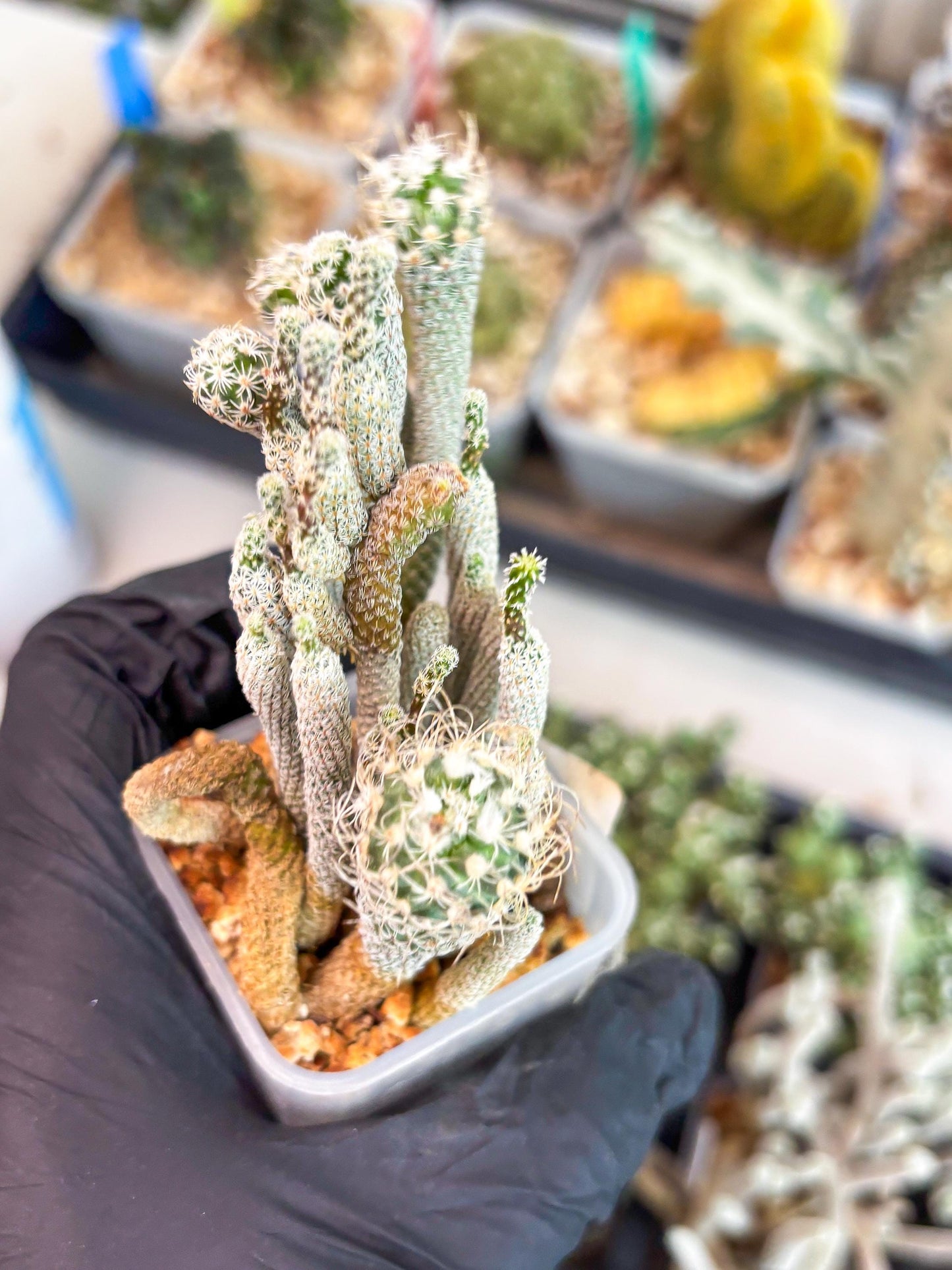 Imported cactus cluster (#7) | Ehciveria | Hoyas | Sansevieria