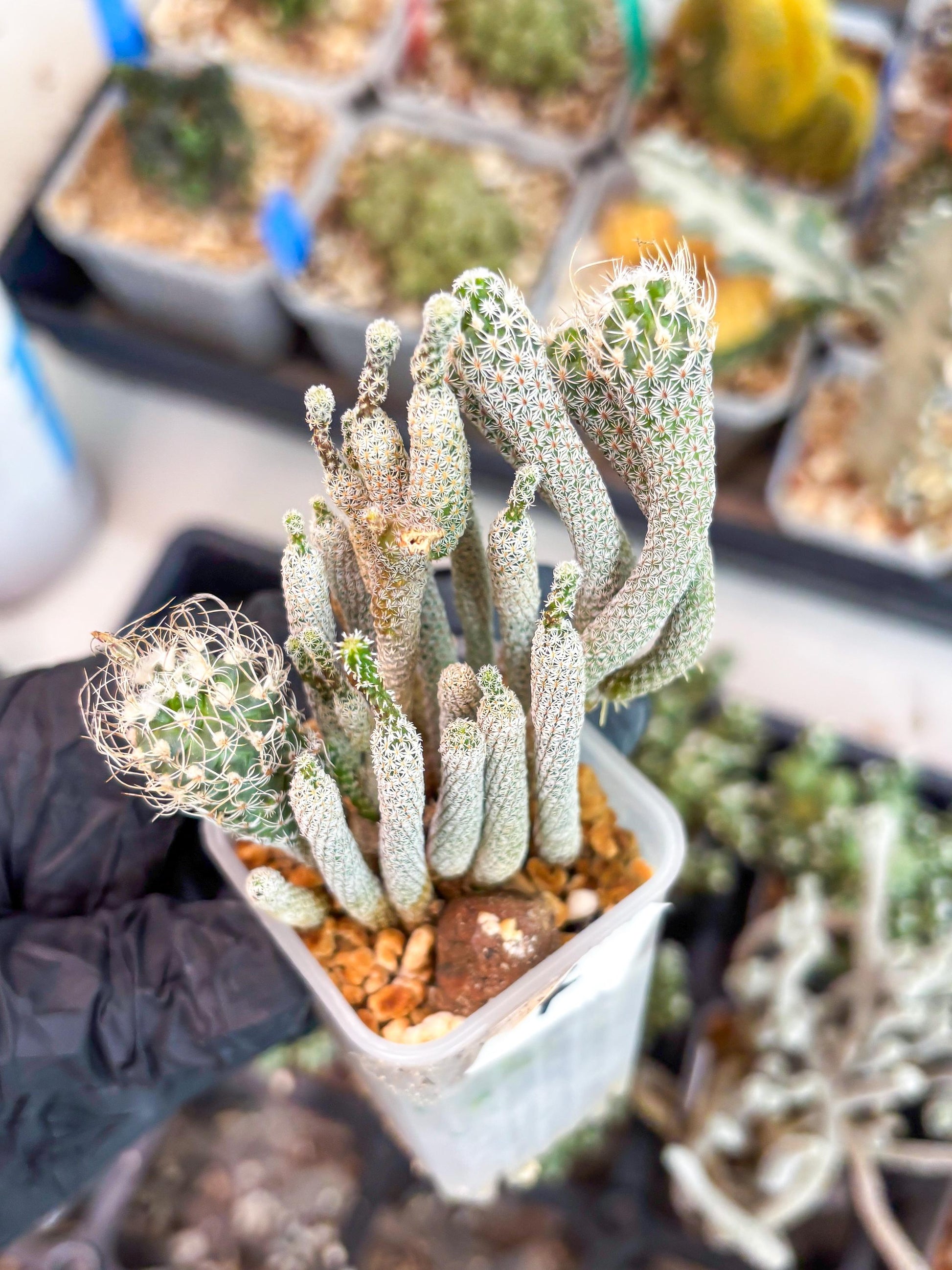 Imported cactus cluster (#7) | Ehciveria | Hoyas | Sansevieria