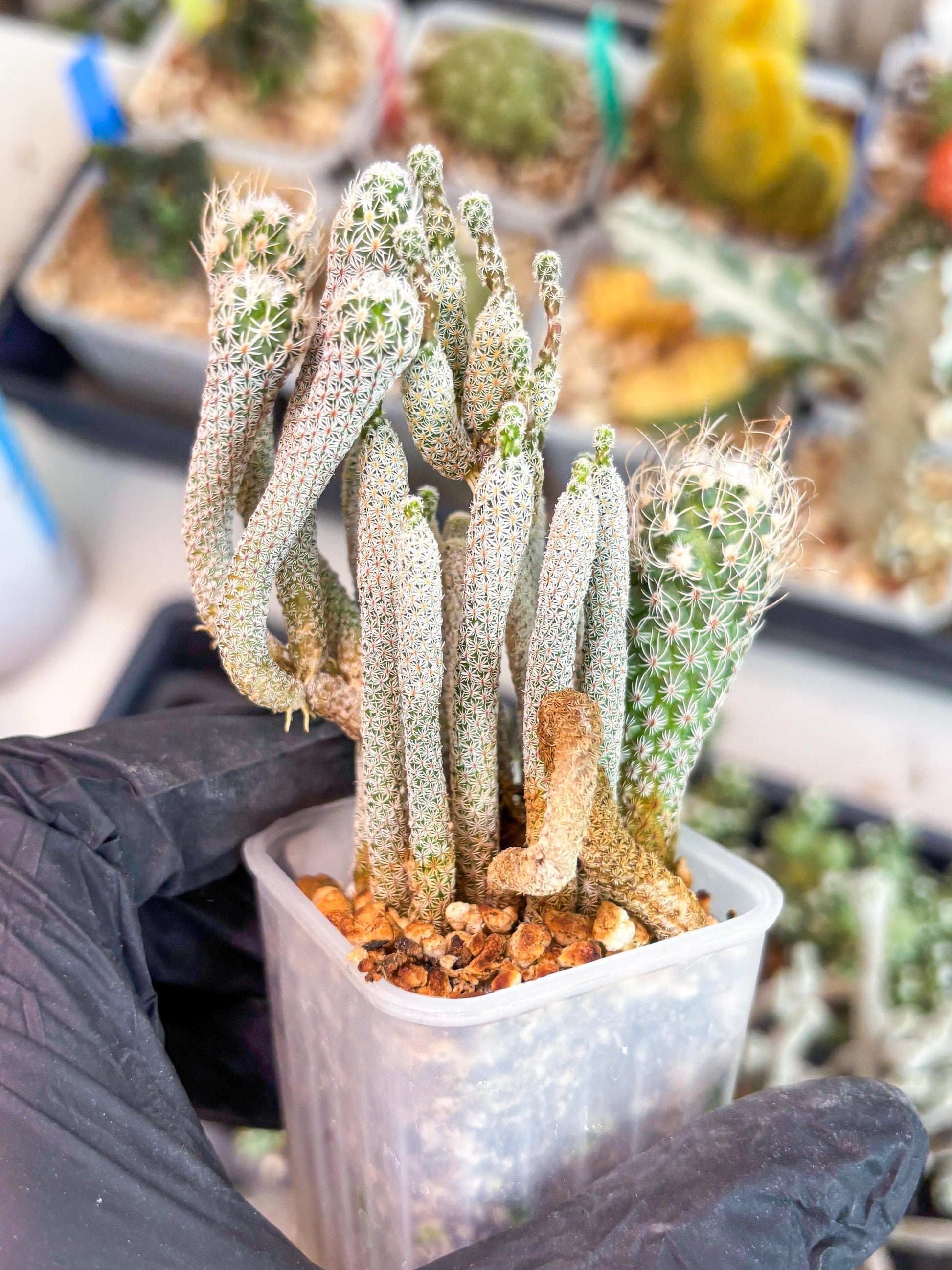 Imported cactus cluster (#7) | Ehciveria | Hoyas | Sansevieria