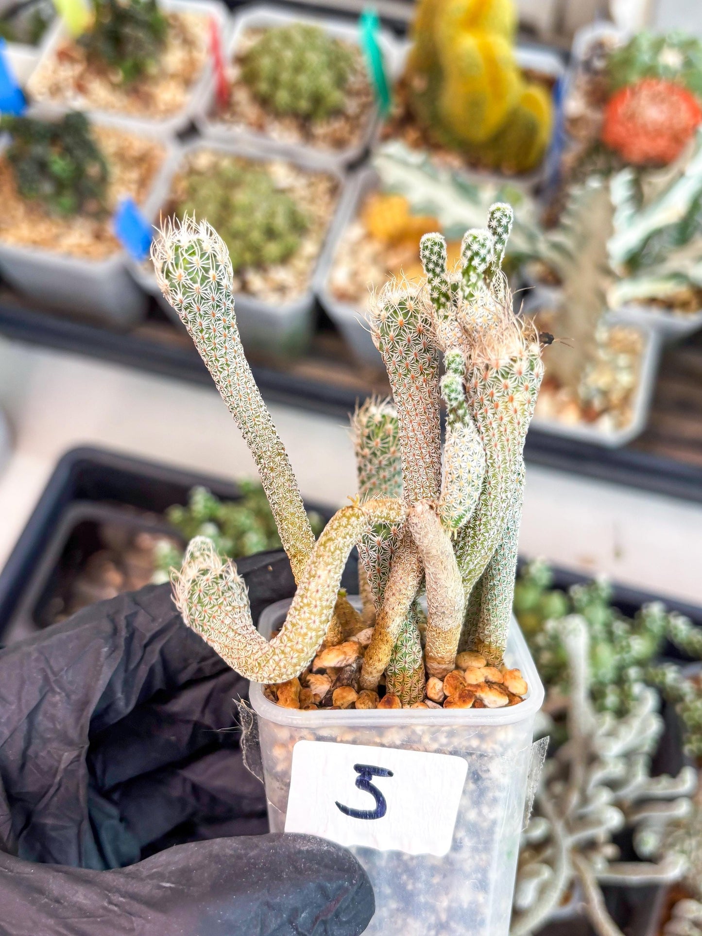 Imported cactus cluster (#5) | Ehciveria | Hoyas | Sansevieria