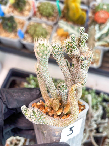 Imported cactus cluster (#5) | Ehciveria | Hoyas | Sansevieria