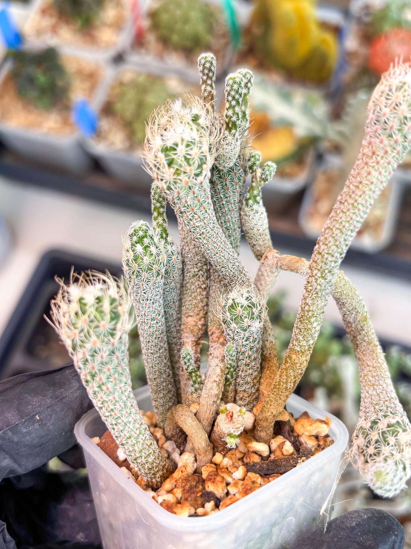 Imported cactus cluster (#5) | Ehciveria | Hoyas | Sansevieria