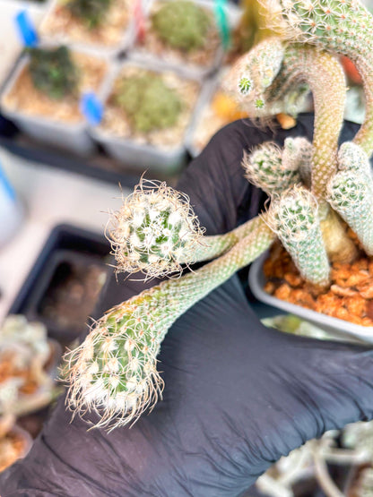 Imported cactus cluster (#1) | Ehciveria | Hoyas | Sansevieria