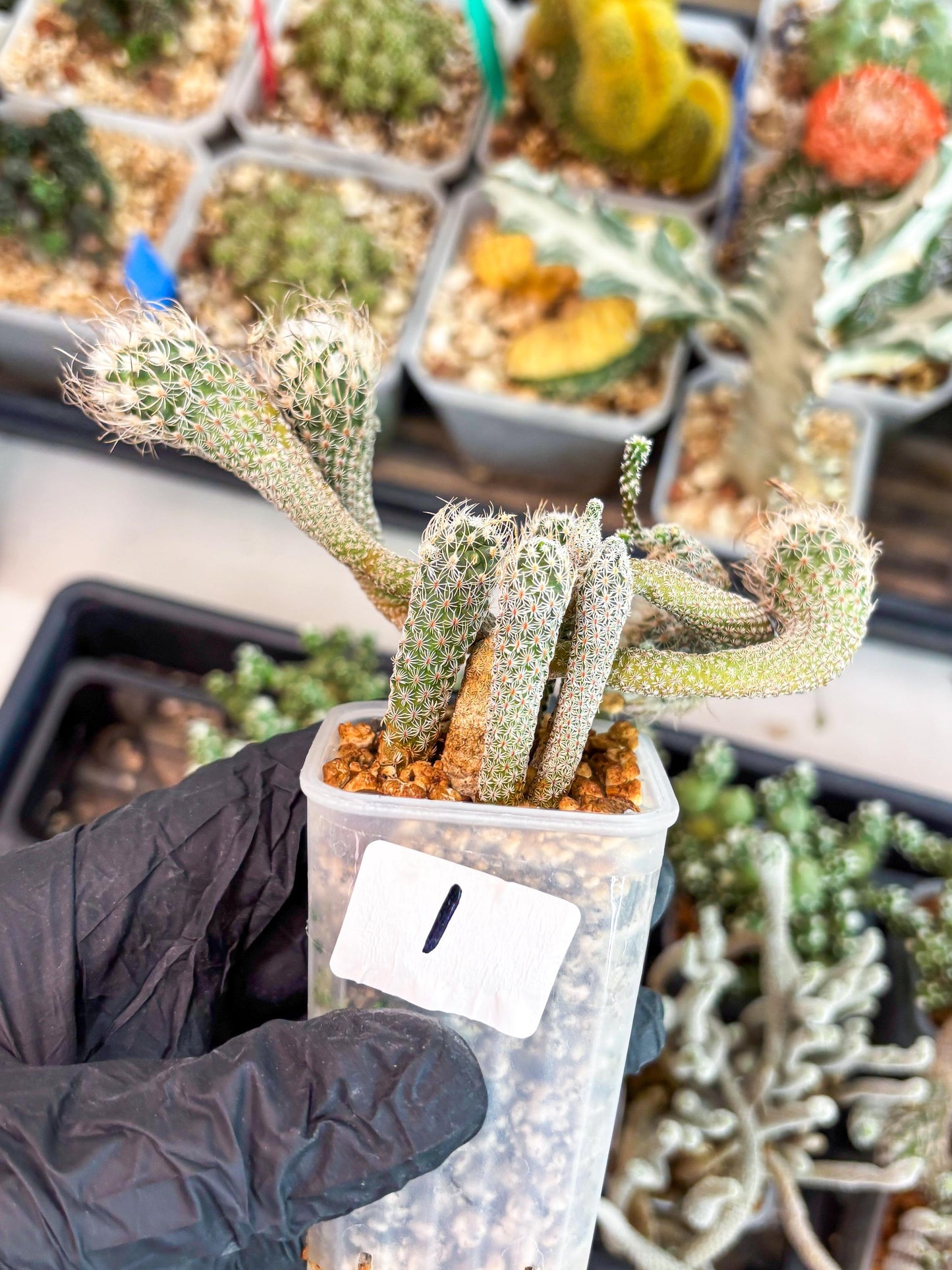 Imported cactus cluster (#1) | Ehciveria | Hoyas | Sansevieria