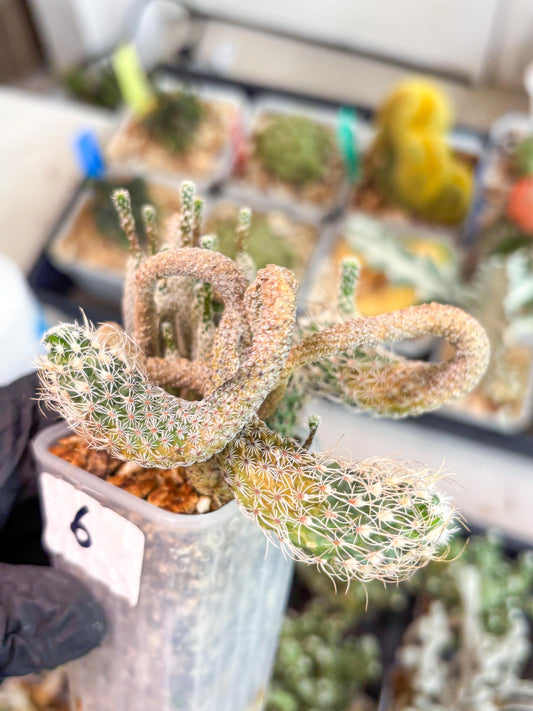 Imported cactus cluster (#6) | Ehciveria | Hoyas | Sansevieria